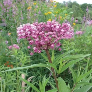 Butterfly Milkweed Plants Live - Tropical Red Milkweed - 4-7