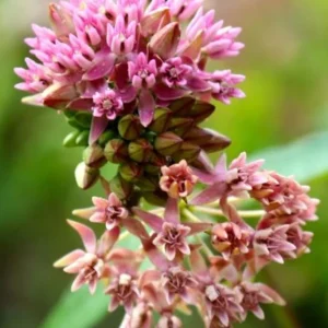 Butterfly Milkweed Plants Live - Tropical Red Milkweed - 4-7" Height - Outdoor Planting