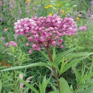 Butterfly Milkweed Plants Live - Tropical Red Milkweed - 4-7