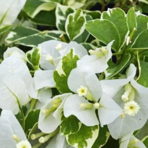 Vanilla Ice Bougainvillea Plants Live Trailing Vines 4-7