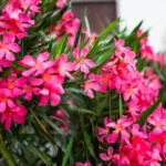 Calypso Oleander Plant Set - Live Plants for Home Garden - 5-7 Inch Tall