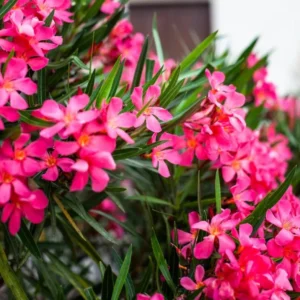 Calypso Oleander Plant Set - Live Plants for Home Garden - 5-7 Inch Tall