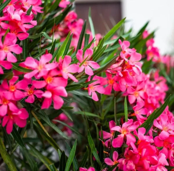 Calypso Oleander Plant Set - Live Plants for Home Garden - 5-7 Inch Tall