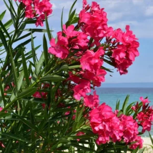 Calypso Oleander Plant Set - Live Plants for Home Garden - 5-7 Inch Tall
