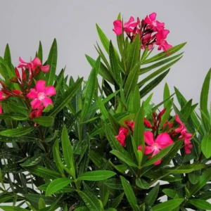 Calypso Oleander Plant Set - Live Plants for Home Garden - 5-7 Inch Tall