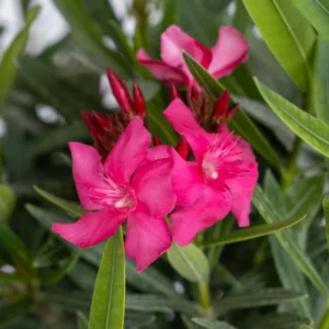 Calypso Oleander Plant Set - Live Plants for Home Garden - 5-7 Inch Tall