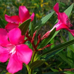 Calypso Oleander Plant Set - Live Plants for Home Garden - 5-7 Inch Tall