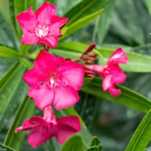 Calypso Oleander Plant Set - Live Plants for Home Garden - 5-7 Inch Tall