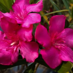 Calypso Oleander Plant Set - Live Plants for Home Garden - 5-7 Inch Tall