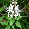 Cat Whiskers Plant, White, Live, Pack of 2, 4-6 Inches, Flowering Shrub