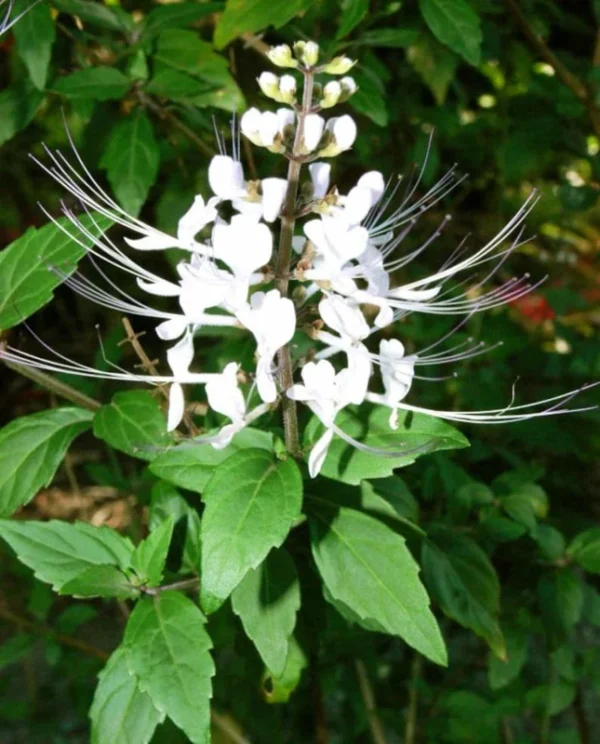 Cat Whiskers Plant, White, Live, Pack of 2, 4-6 Inches, Flowering Shrub