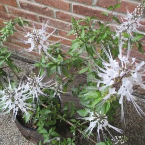Cat Whiskers Plant, White, Live, Pack of 2, 4-6 Inches, Flowering Shrub
