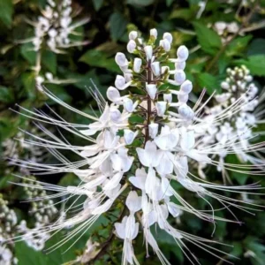 Cat Whiskers Plant, White, Live, Pack of 2, 4-6 Inches, Flowering Shrub
