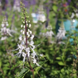 Cat Whiskers Plant, White, Live, Pack of 2, 4-6 Inches, Flowering Shrub