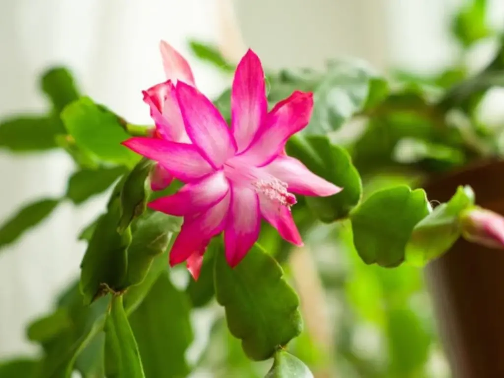 Christmas Cactus flowers