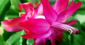 Christmas Cactus to Bloom