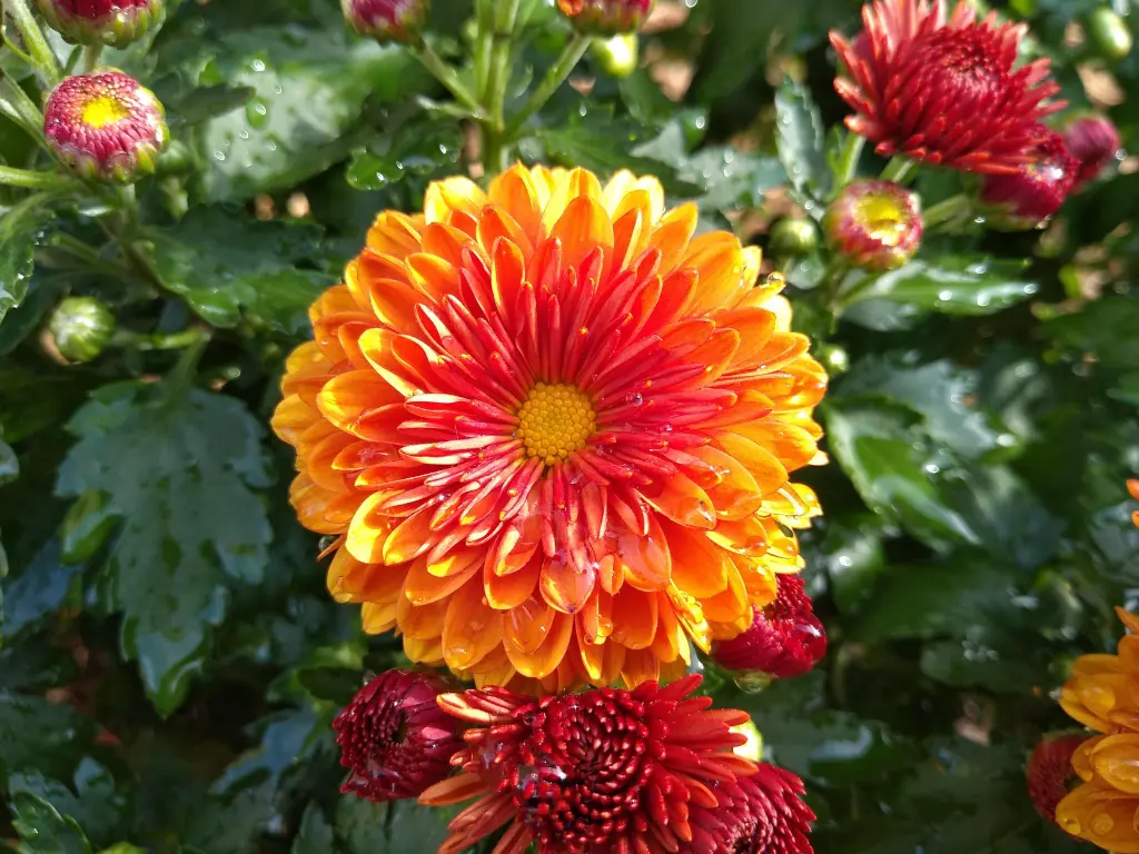 Chrysanthemums (Mums)