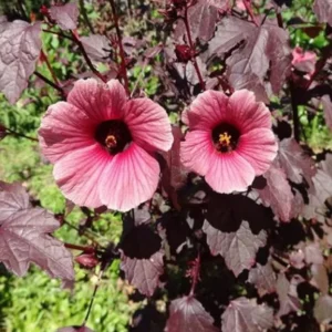 Cranberry Hibiscus Plants Live - 5 Inch Well Rooted Hibiscus Flower Plants For Garden
