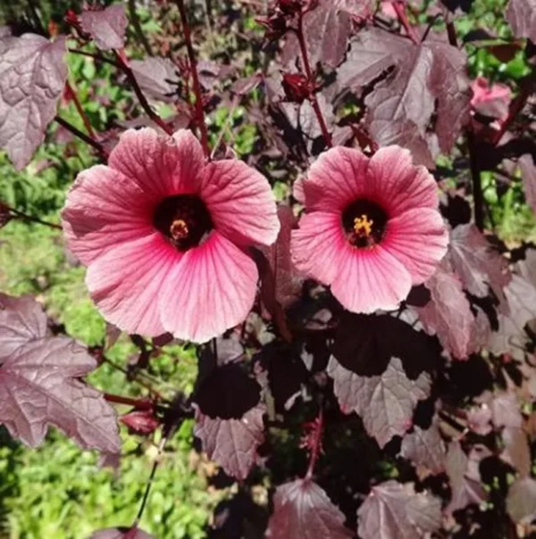 Cranberry Hibiscus Plants Live - 5 Inch Well Rooted Hibiscus Flower Plants For Garden