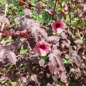 Cranberry Hibiscus Plants Live - 5 Inch Well Rooted Hibiscus Flower Plants For Garden