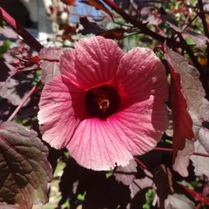 Cranberry Hibiscus Plants Live - 5 Inch Well Rooted Hibiscus Flower Plants For Garden