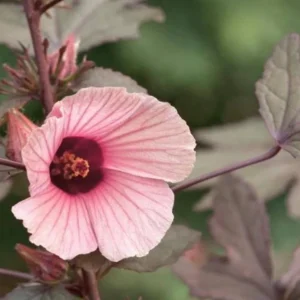 Cranberry Hibiscus Plants Live - 5 Inch Well Rooted Hibiscus Flower Plants For Garden