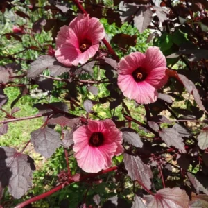 Cranberry Hibiscus Plants Live - 5 Inch Well Rooted Hibiscus Flower Plants For Garden