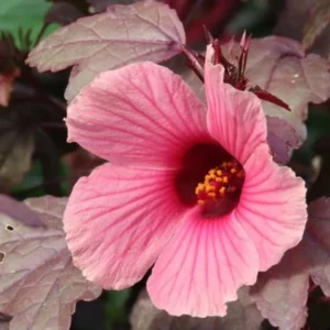 Cranberry Hibiscus Plants Live - 5 Inch Well Rooted Hibiscus Flower Plants For Garden