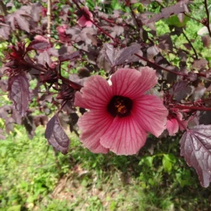 Cranberry Hibiscus Plants Live - 5 Inch Well Rooted Hibiscus Flower Plants For Garden