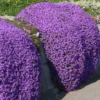 Creeping Thyme Seeds - Ground Cover - 4000 Mixed Seeds - Thymus Serpyllum