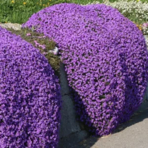 Creeping Thyme Seeds - Ground Cover - 4000 Mixed Seeds - Thymus Serpyllum
