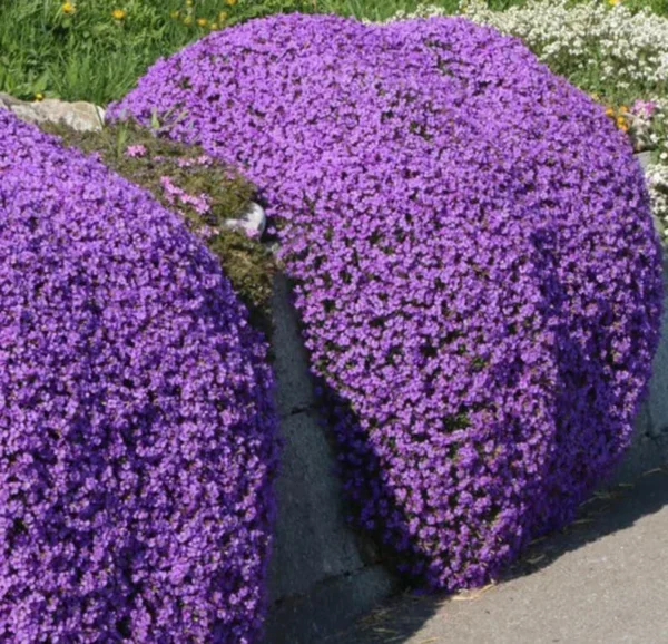 Creeping Thyme Seeds - Ground Cover - 4000 Mixed Seeds - Thymus Serpyllum