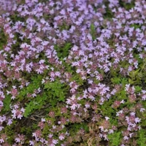 Creeping Thyme Seeds - Ground Cover - 4000 Mixed Seeds - Thymus Serpyllum