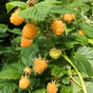 Raspberry Plants Live Pack - 2 Well-Rooted Raspberry Bushes for Fruit Production