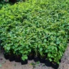 Double Delight Bougainvillea Plants - Live Flowering Vine - 4-8 Inches Tall - Outdoor Garden Climbing Plant