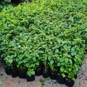 Double Delight Bougainvillea Plants - Live Flowering Vine - 4-8 Inches Tall - Outdoor Garden Climbing Plant