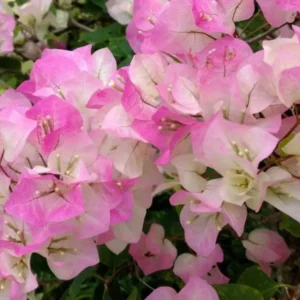 Double Delight Bougainvillea Plants - Live Flowering Vine - 4-8 Inches Tall - Outdoor Garden Climbing Plant