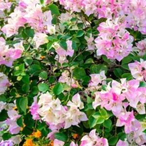 Double Delight Bougainvillea Plants - Live Flowering Vine - 4-8 Inches Tall - Outdoor Garden Climbing Plant