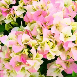 Double Delight Bougainvillea Plants - Live Flowering Vine - 4-8 Inches Tall - Outdoor Garden Climbing Plant