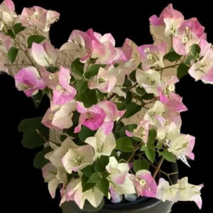 Double Delight Bougainvillea Plants - Live Flowering Vine - 4-8 Inches Tall - Outdoor Garden Climbing Plant
