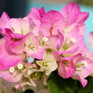 Double Delight Bougainvillea Plants - Live Flowering Vine - 4-8 Inches Tall - Outdoor Garden Climbing Plant