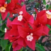 Double Red Bougainvillea Plants Live Perennial Flowers Vine 4-6 Inches