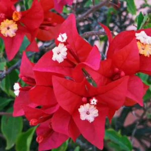 Double Red Bougainvillea Plants Live Perennial Flowers Vine 4-6 Inches