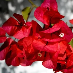 Double Red Bougainvillea Plants Live Perennial Flowers Vine 4-6 Inches