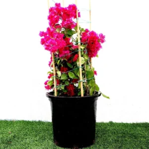 Double Red Bougainvillea Plants Live Perennial Flowers Vine 4-6 Inches