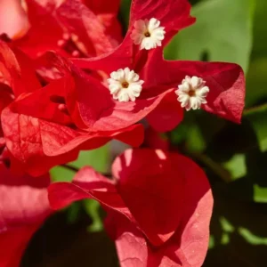 Double Red Bougainvillea Plants Live Perennial Flowers Vine 4-6 Inches