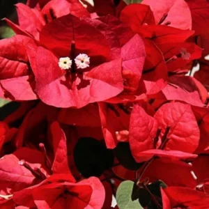 Double Red Bougainvillea Plants Live Perennial Flowers Vine 4-6 Inches