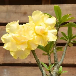 Double Yellow Desert Rose Plant Live 4 Inch Flowering Tree Outdoor
