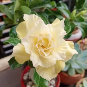 Double Yellow Desert Rose Plant Live 4 Inch Flowering Tree Outdoor