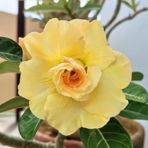 Double Yellow Desert Rose Plant Live 4 Inch Flowering Tree Outdoor